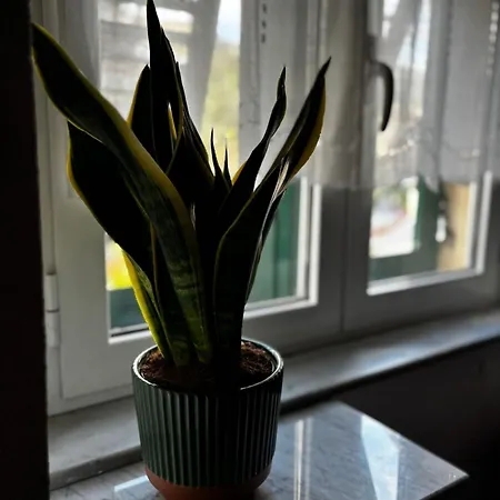 Oberdan45 * Genua